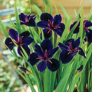 Iris Louisiana Black Gamecock - Louisianai nőszirom