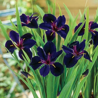 Írisz félék (Iris)
