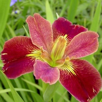 Írisz félék (Iris)