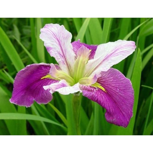 Iris Louisiana Colorific - Louisianai nőszirom