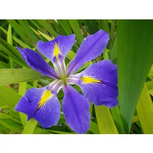 Iris Louisiana Heather Stream - Louisianai nőszirom