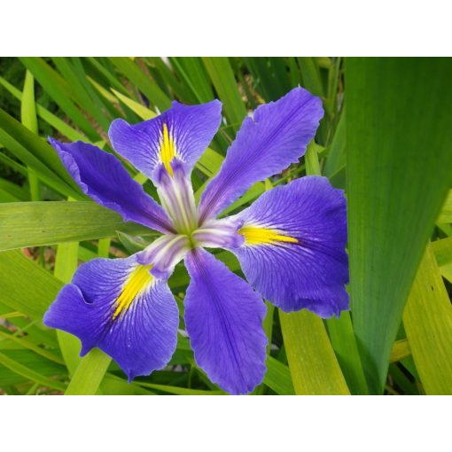 Iris Louisiana Heather Stream - Louisianai nőszirom