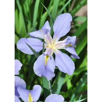 Írisz félék (Iris)