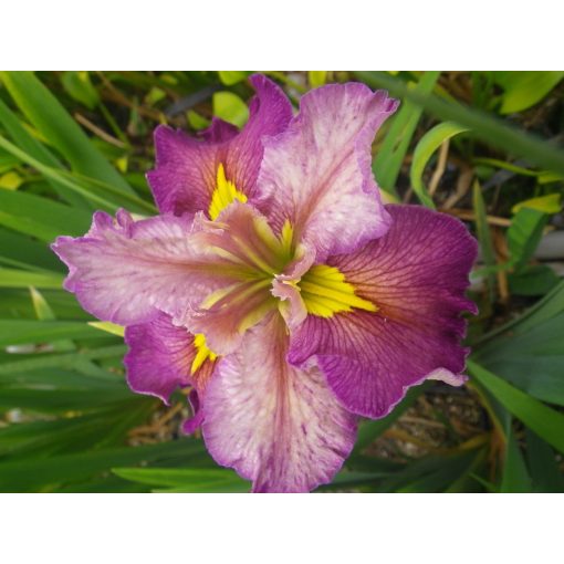 Iris Louisiana Spicy Cayun - Louisianai nőszirom