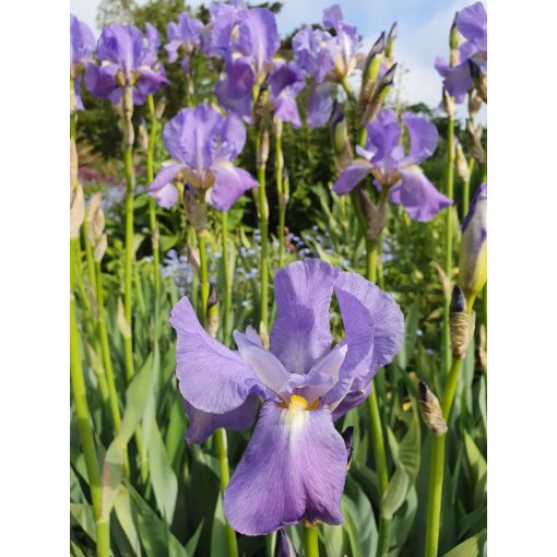 Iris pallida - Dalmát nőszirom