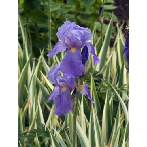 Iris pallida Variegata - Dalmát nőszirom