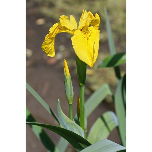 Iris pseudacorus - Sárga nőszirom