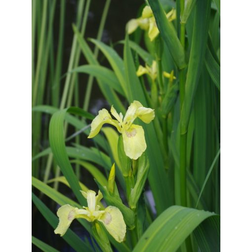 Iris pseudacorus Bastardii - Sárga nőszirom
