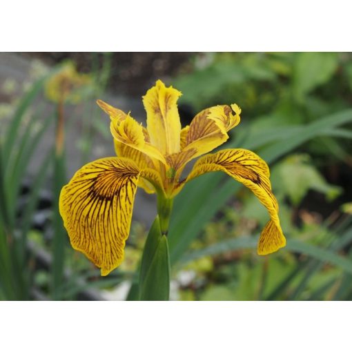 Iris pseudacorus Berlin Tiger - Sárga nőszirom