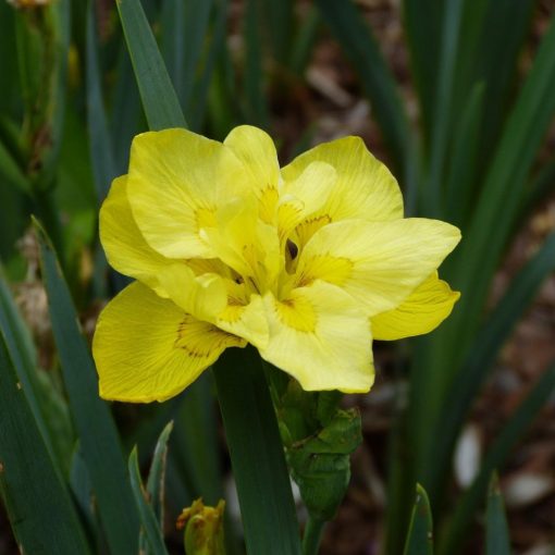 Iris pseudacorus Flore Pleno - Sárga nőszirom