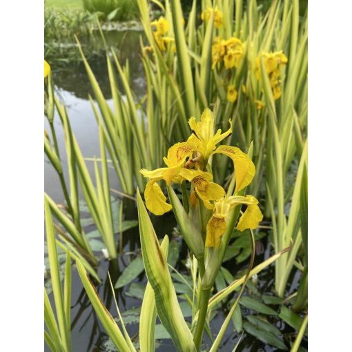 Iris pseudacorus Variegata - Sárga nőszirom