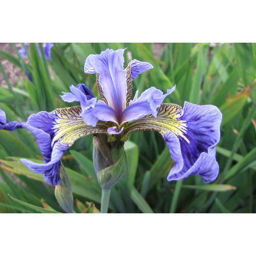 Iris setosa - Mocsári írisz