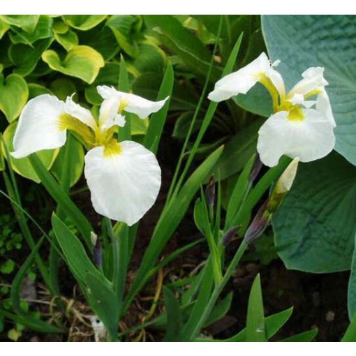 Iris setosa Alba - Mocsári írisz