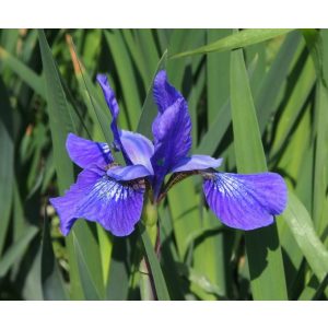 Iris sibirica Annick Philip - Szibériai írisz