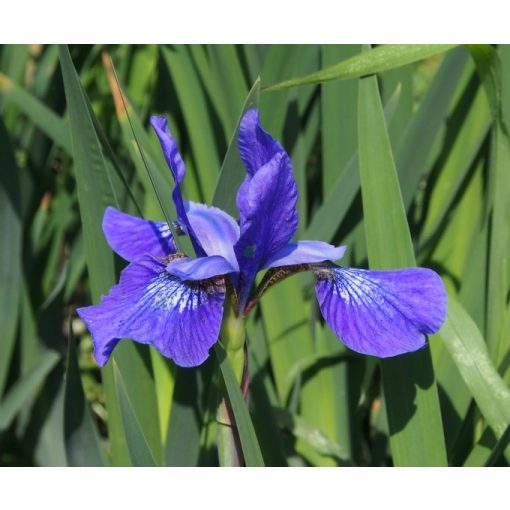 Iris sibirica Annick Philip - Szibériai írisz