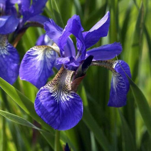 Iris sibirica Blue King- Szibériai írisz