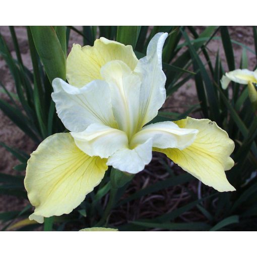 Iris sibirica Butter and Sugar- Szibériai írisz