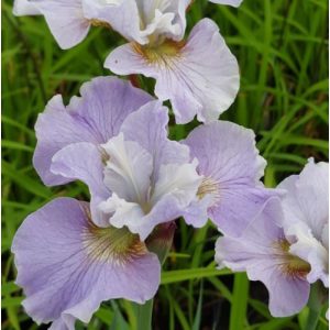 Iris sibirica Dawn Waltz - Szibériai írisz