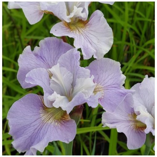 Iris sibirica Dawn Waltz - Szibériai írisz