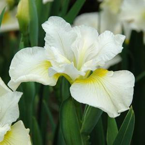 Iris sibirica Harpswell Happiness - Szibériai írisz