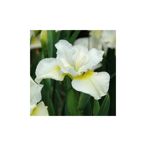 Iris sibirica Harpswell Happiness - Szibériai írisz