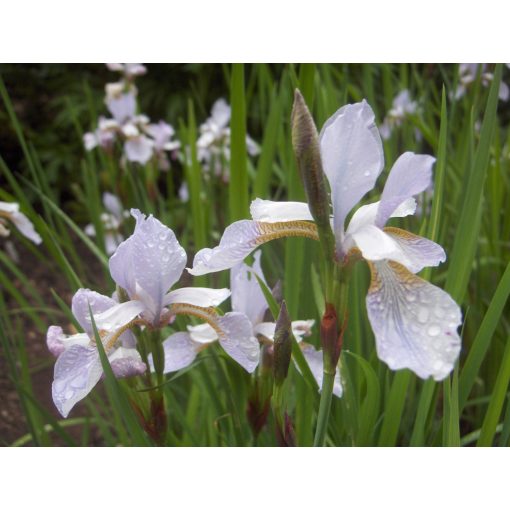 Iris sibirica Mrs Rowe - Szibériai írisz