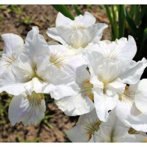 Iris sibirica Not Quite White - Szibériai írisz
