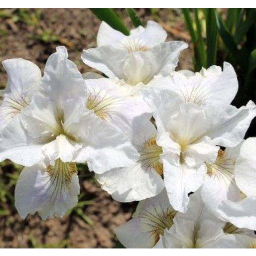 Iris sibirica Not Quite White - Szibériai írisz