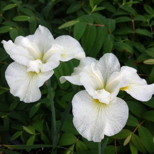 Iris sibirica Snow Queen - Szibériai írisz