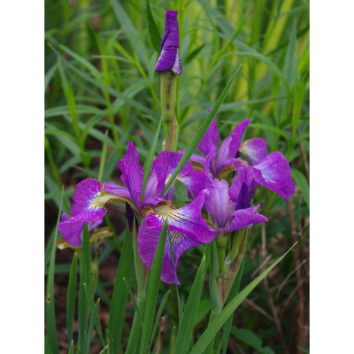 Iris sibirica Sparkling Rose - Szibériai írisz