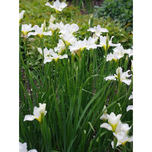 Iris sibirica White Swirl - Szibériai írisz