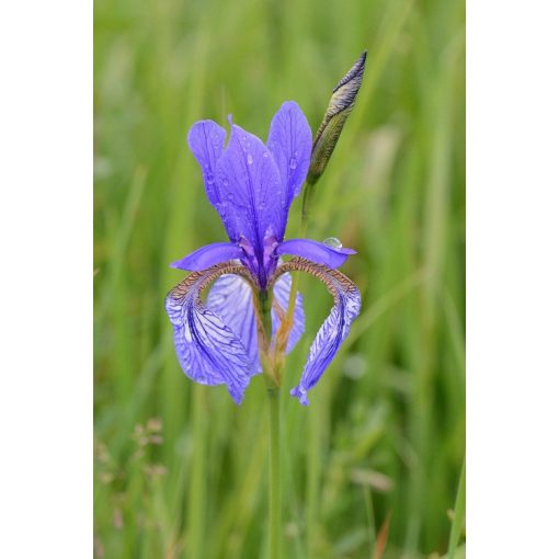 Iris sibirica - Szibériai írisz