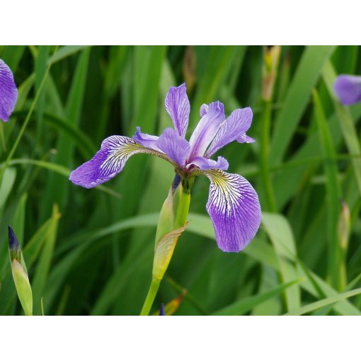 Iris versicolor - Foltos nőszirom