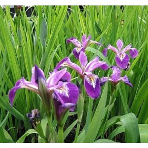 Iris versicolor Kermesina - Foltos nőszirom