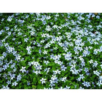 Terülő kékcsillag (Isotoma)