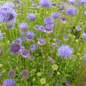 Kecses kékcsillag (Jasione)