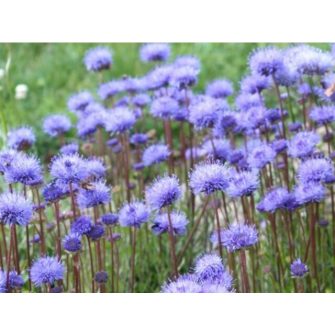 Kecses kékcsillag (Jasione)