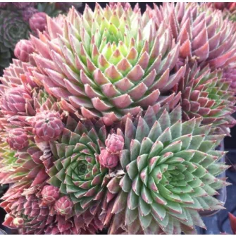 Kövirózsa (Jovibarba)