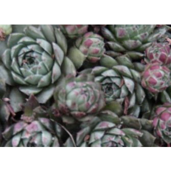 Kövirózsa (Jovibarba)