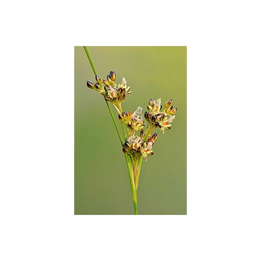 Juncus compressus - Szittyó