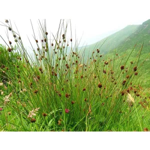 Juncus conglomeratus - Szittyó