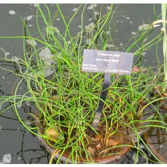 Szittyó (Juncus)