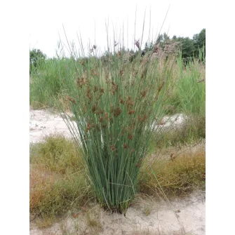 Szittyó (Juncus)