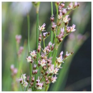 Juncus maritimus - Szittyó