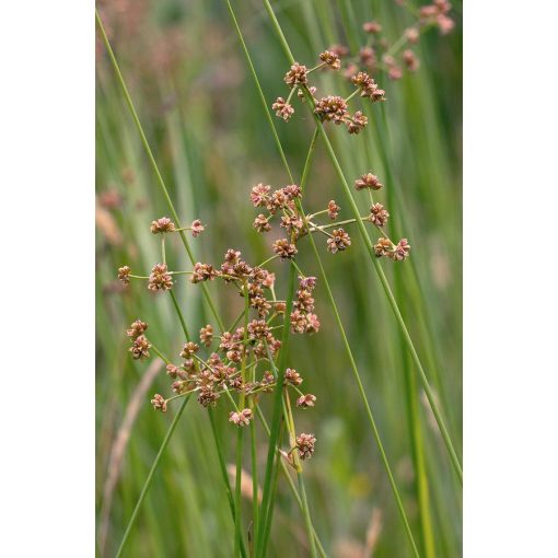 Juncus subnodulosus - Szittyó