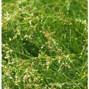 Juncus tenuis - Szittyó