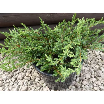 Boróka (Juniperus)