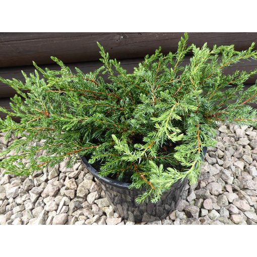 Juniperus communis Repanda - Közönséges boróka