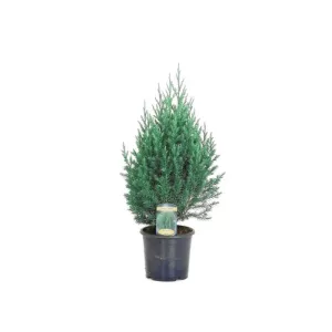Juniperus chinensis Stricta - Kínai boróka