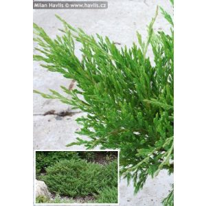 Juniperus horizontalis Andorra Compact - Henye boróka